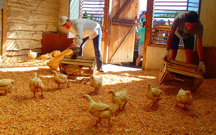 Two people tend to chickens inside a coop. 